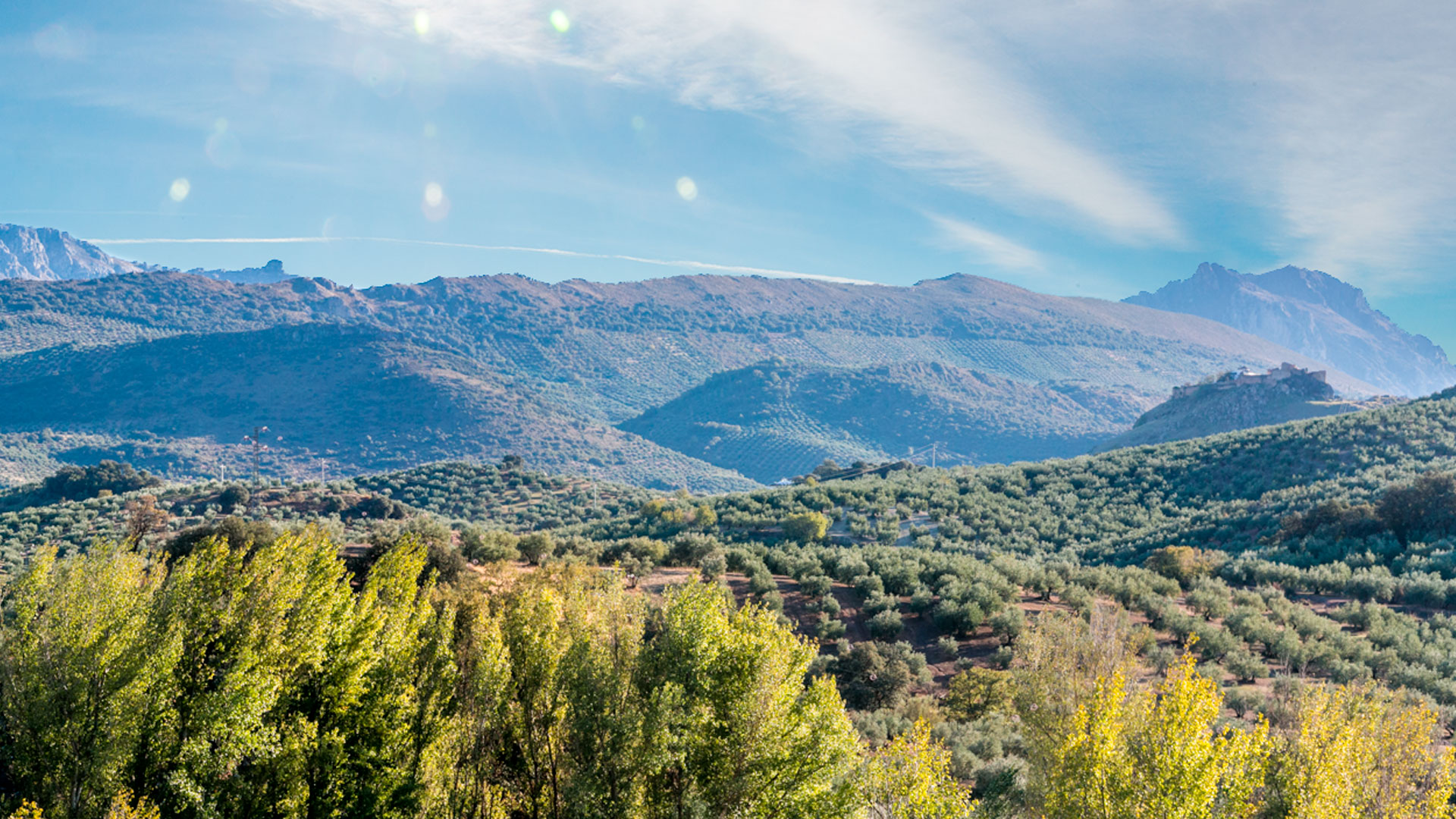 Imagen del aceite Rincón de la Subbética