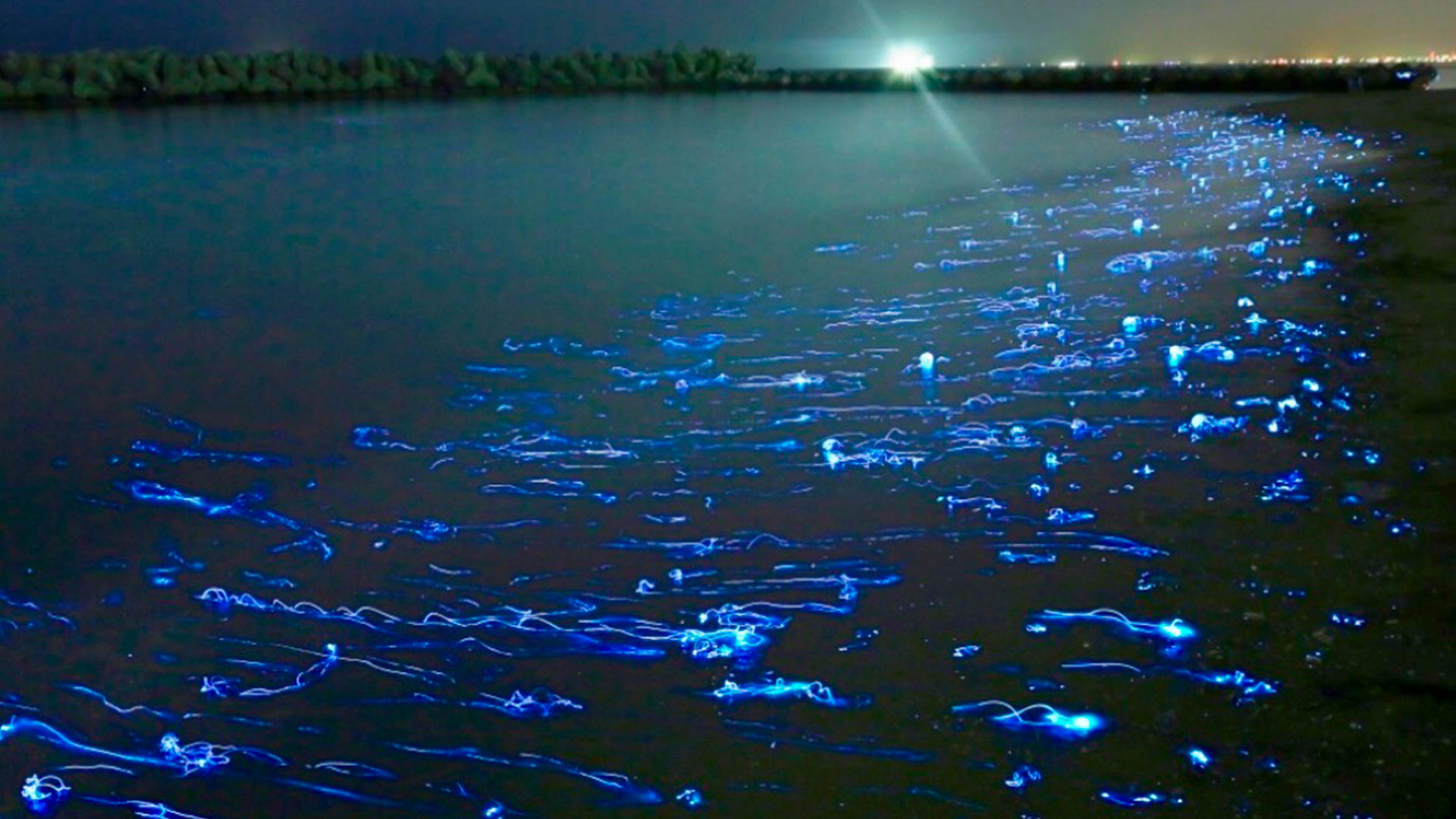 Imagen de lugares bioluminescentes