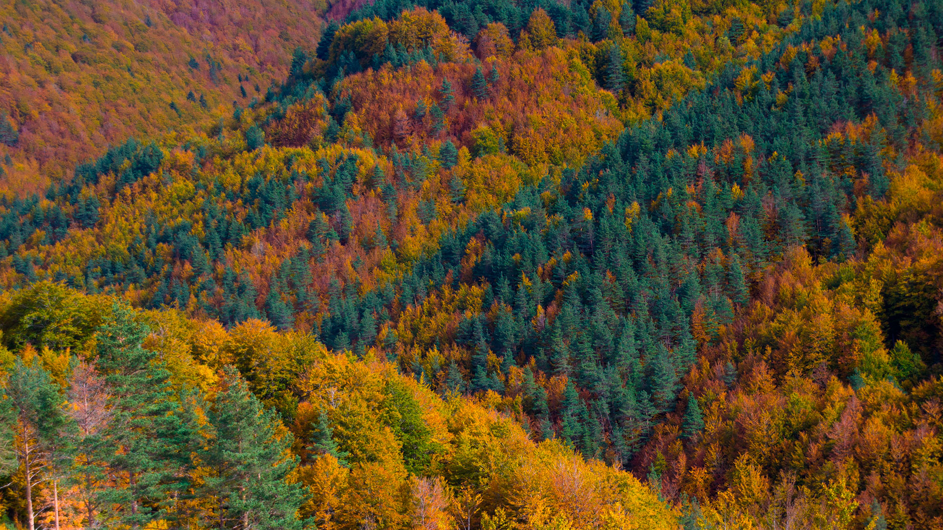 Imágenes de 5 bosques