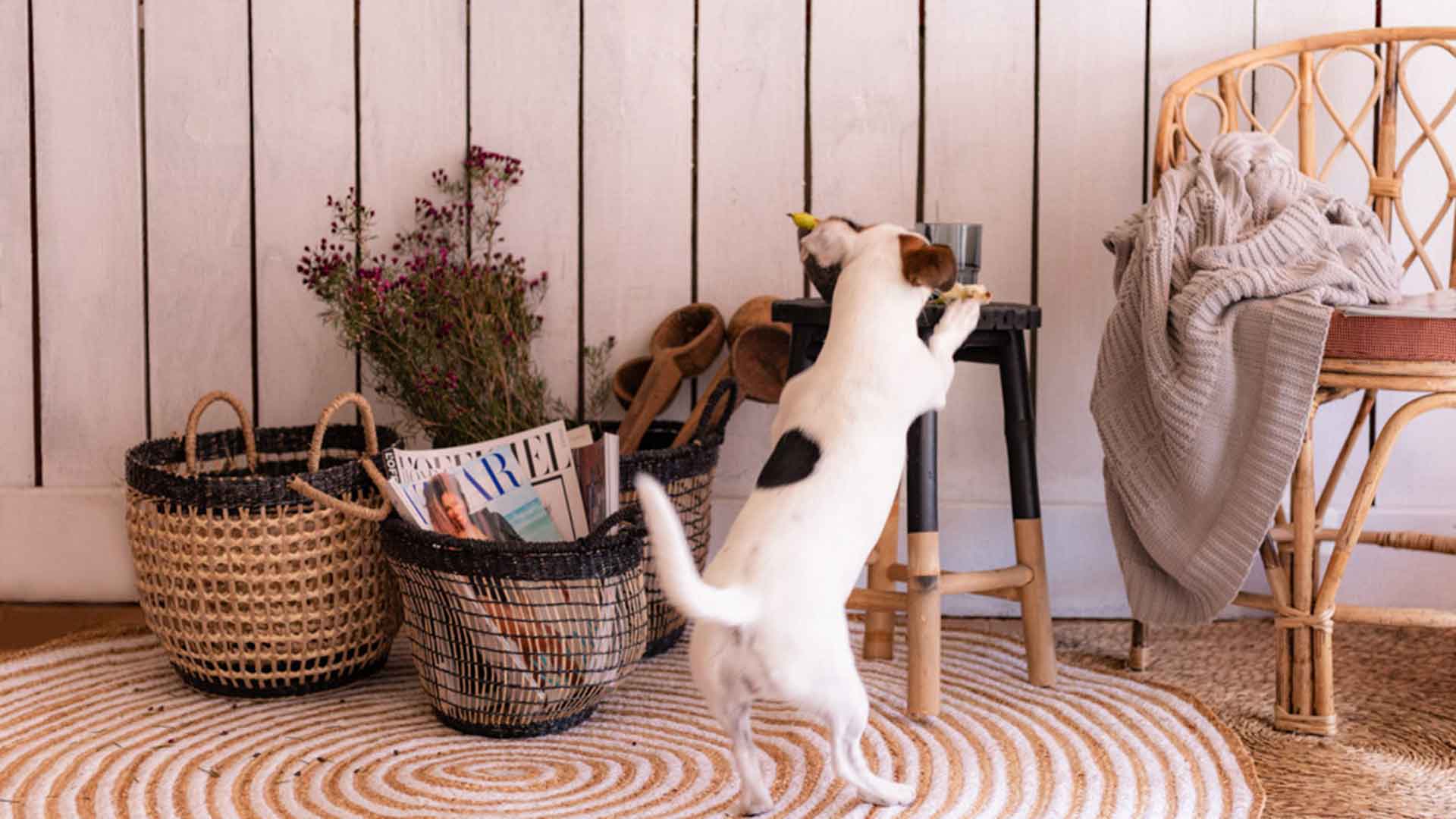 Imagen de perro subido a un taburete